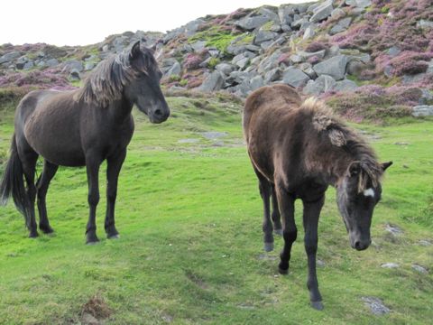 dartmoor horses