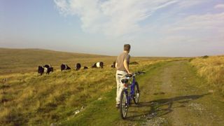 dartmoor cows